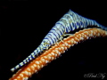   3D Saw Blade Shrimp  